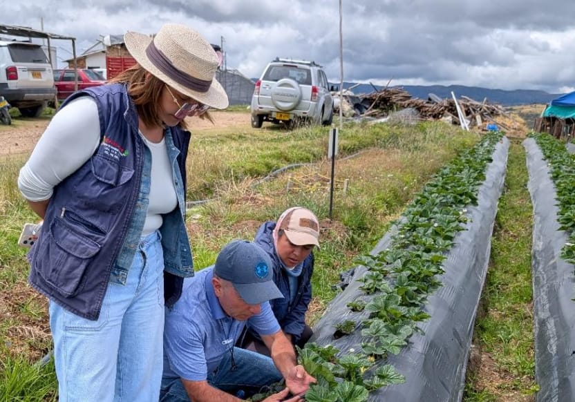 Experta de PUM revisando cultivos junto a productores en campo